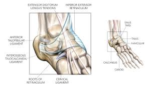 It is directed medialward as a double layer, one lamina passing in front of,. Sinus Tarsi Syndrome A Possible Source Of Lateral Ankle Pain