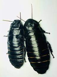 You can also add dry food to this diet. Tiger Hisser Gromphadorhina Grandidieri Black Black Tiger Sport Shoes