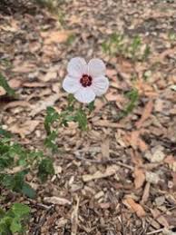 Image result for Pavonia leptocalyx