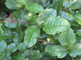 We did not find results for: How To Remove Poison Oak Plants And Treat A Rash Osu Extension Service
