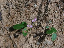 Image result for Asclepias adscendens