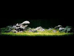 Aqua Design Amano Aquariums Australia Akvaryum