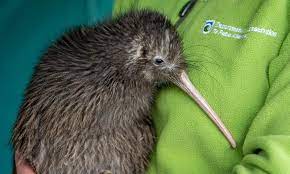 Maybe you would like to learn more about one of these? Stay Safe And Bye 13 Kiwi Birds Returned To Natural Habitat In New Zealand Global Times