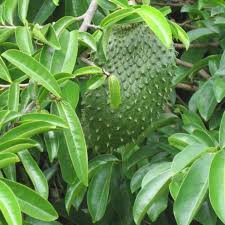 Tapi kenapa kita tidak tahu? Tips Sihat Dan Cantik Untuk Ibu Menyusu Mengandung Berpantang Kalau Sebelum Ini Kita Mesti Dah Tahu Khasiat Durian Belanda Tapi Tahukah Kita Daun Durian Belanda Juga Ada Khasiat Tersendiri Haa