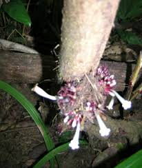 Image result for Dactyladenia gilletii