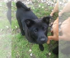 Well, the resulting puppies would be 75% german shepherd and 25% retriever. View Ad Chow Chow German Shepherd Dog Mix Puppy For Sale Near Michigan Lambertville Usa Adn 262569