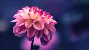 100 Pink Flower Images Download Free Pictures On Unsplash Hd Flower Wallpaper Flower Wallpaper Beautiful Flowers Hd Wallpapers
