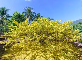 Image result for Ochna pretoriensis