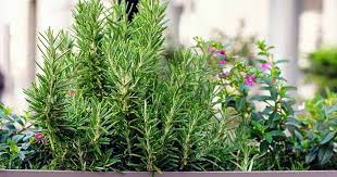 Aug 12, 2018 · the plant will grow to 3 feet tall. How To Grow Rosemary In Pots And Containers Gardener S Path