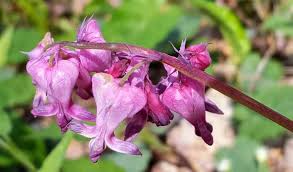 Image result for Fumariaceae