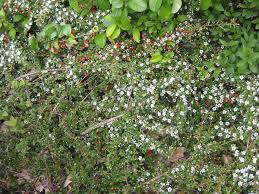Von mai bis juni werden an den zweigen kleine weie bluten sichtbar. Teppich Zwergmispel Cotoneaster Dammeri In Ruhland Wikimedia Commons