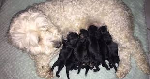 Owner Suprised When His 2 White Dogs Deliver Black Puppies And Now Everyone Demands A Pupternity Test Bored Panda