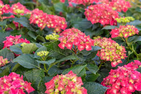 Martagon lilies are generally some of the easiest and hardiest to host. Blooming Flowers Adorn The Ongoing Flower Exhibition Cgtn