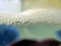 Betta Bubble Nest What Does It Mean Betta Source