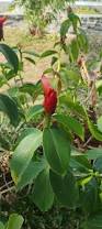 Image result for Costus