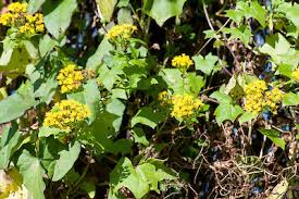 Image result for Delairea odorata