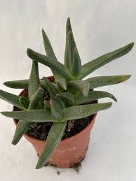 Image result for Nananthus aloides