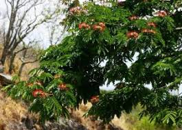 Image result for Glenniea africana