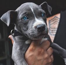 Blue Blue Eyed Dog Dog Breeds Baby Animals