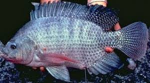 Cara Budidaya Ikan Mujair Kolam Terpal Hemat Ongkos Ikan Gambar Makanan Ikan
