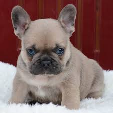 Check spelling or type a new query. Our Breeding French Bulldog Breed
