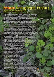 Myrkongle calla pallustris bog arum araceae : Firbladet 2013 2 By Nbf Ola Issuu