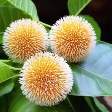 Image result for Phyllanthus mendoncae