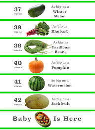 Pin On Baby Size Charts And Timelines