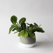 Image result for maranta