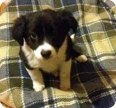 Über 80% neue produkte zum festpreis; Kalamazoo Mi Border Collie Meet Bunny A Pet For Adoption