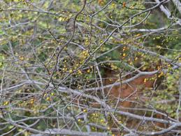 Image result for Celtis africana