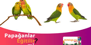 Papagan Egitilir Mi 2020 Papaganlar Papagan Basketbol