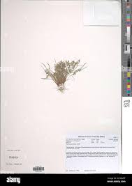 Image result for Pycreus elegantulus