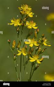 Image result for Hypericum peplidifolium
