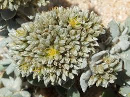 Image result for Polycarpaea