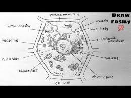 Check spelling or type a new query. How To Draw Plant Cell For Class 9 Plant Cell Diagram Step By Step à¤ª à¤¦à¤ª à¤• à¤¶ à¤• à¤• à¤¸ à¤°à¤šà¤¨ à¤• à¤š à¤¤ à¤° Youtube