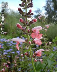 Image result for Salvia coccinea