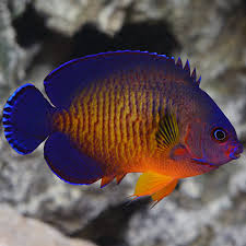 Lighting is a huge aspect too. Coral Beauty Angelfish Dwarf Angels Saltwater Aquarium Fish For Marine Aquariums