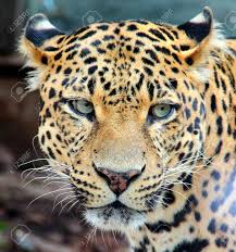 It may be a tiger, a leopard, a mountain lion or even a jaguar. Leopard Panther Jaguar Stock Photo Picture And Royalty Free Image Image 21740032