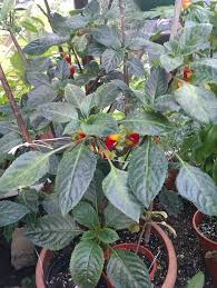 Congo cockatoo, parrot plant, african queen (impatiens niamniamensis). Impatiens Niamniamensis Parrot Plant Or Congo Cockatoo Plant Plants Indoor Plants Cockatoo
