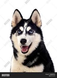 The portrait of a sad grey and white siberian husky puppy with blue eyes lying indoors on a white background. Portrait Blue Eyed Image Photo Free Trial Bigstock