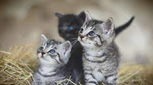 Ternyata mimpi kucing mempunyai tafsir yang mengejutkan! 10 Arti Mimpi Tentang Anak Kucing Menurut Ahli Tafsir Mimpi Bakal Ada Perubahan Besar Di Hidup Anda Halaman All Tribun Jogja