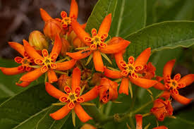 Image result for Stathmostelma