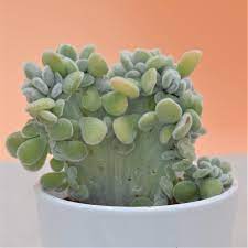 'frosty' (also known as echeveria pulvinata var. Echeveria Pulvinata Frosty F Cristata O9cm Pasiora