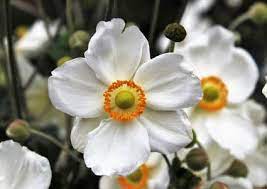 White flowering plants such as korean spice vibernum, queen anne's lace, and sweet alyssum offer a neutral backdrop for other, more colorful plants. Types Of White Flowers Stunning White Flowering Plants