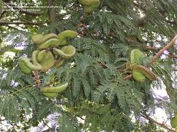 Everybody is welcome to post requests and/or help out with identifying!. Plant Identification Closed Tree With Fern Like Foliage And Ugly Seed Pods 1 By Lakelley2