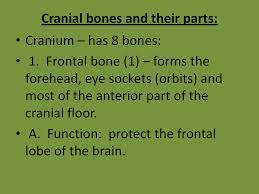 Functions Of The Cranial Bones Ppt Download
