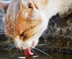 Did you know that about one in three cats will experience kidney problems in their lifetime? What Does It Mean When Your Cat Drinks A Lot Of Water Is It Good For Cats To Drink A Lot Of Water