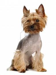 Distintos cortes de pelo para yorkies Images?q=tbn:ANd9GcT-QkxSfRhbbGFKN-BP59gfvhQUICtHEoIVboDihI_b9Kg-2tC-