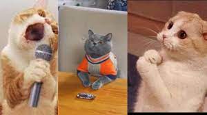 Top Funniest Moments Cats Videos Funny Pets Videos Funny Cats 2020 Funny Animal Videos Cat Gif Funny Cat Videos